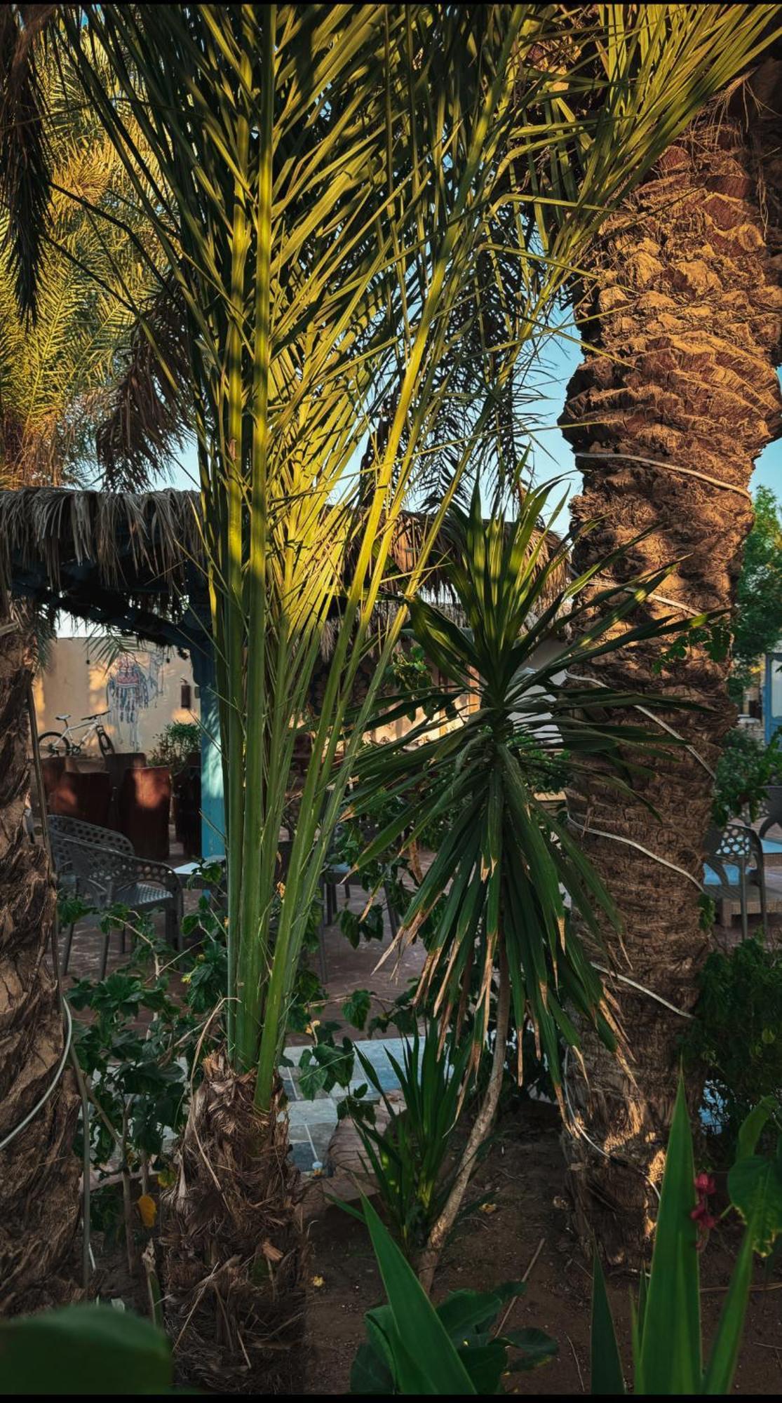 Miramar Camp Dahab Hotel Ngoại thất bức ảnh